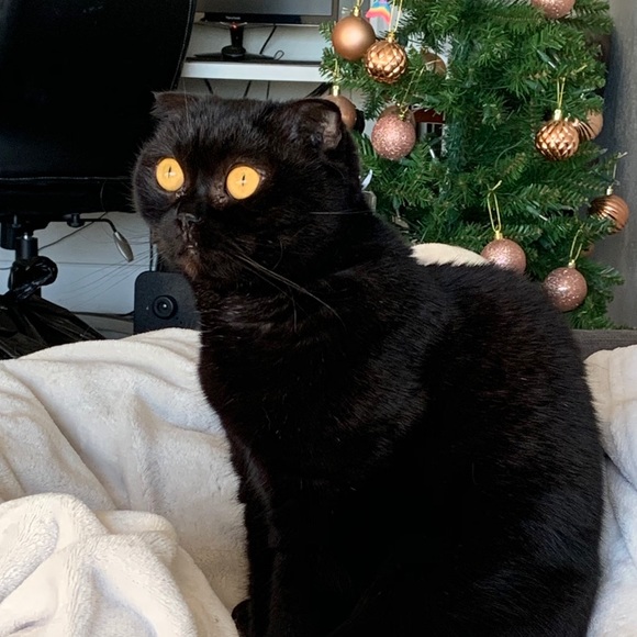 Meet your Posher, Daria - Picture 1 of 1